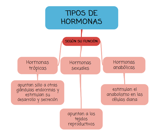 Lorenzo Arroyo Hormonas Lorenzo Arroyo Hormonas